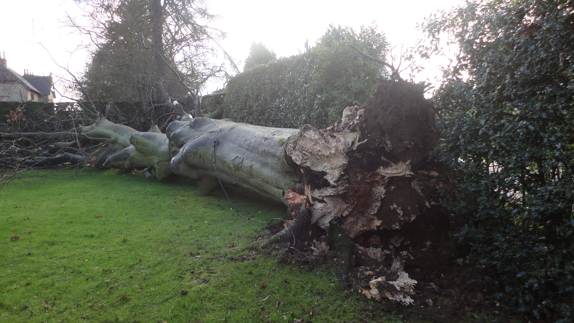 Fallen Beech Tree 