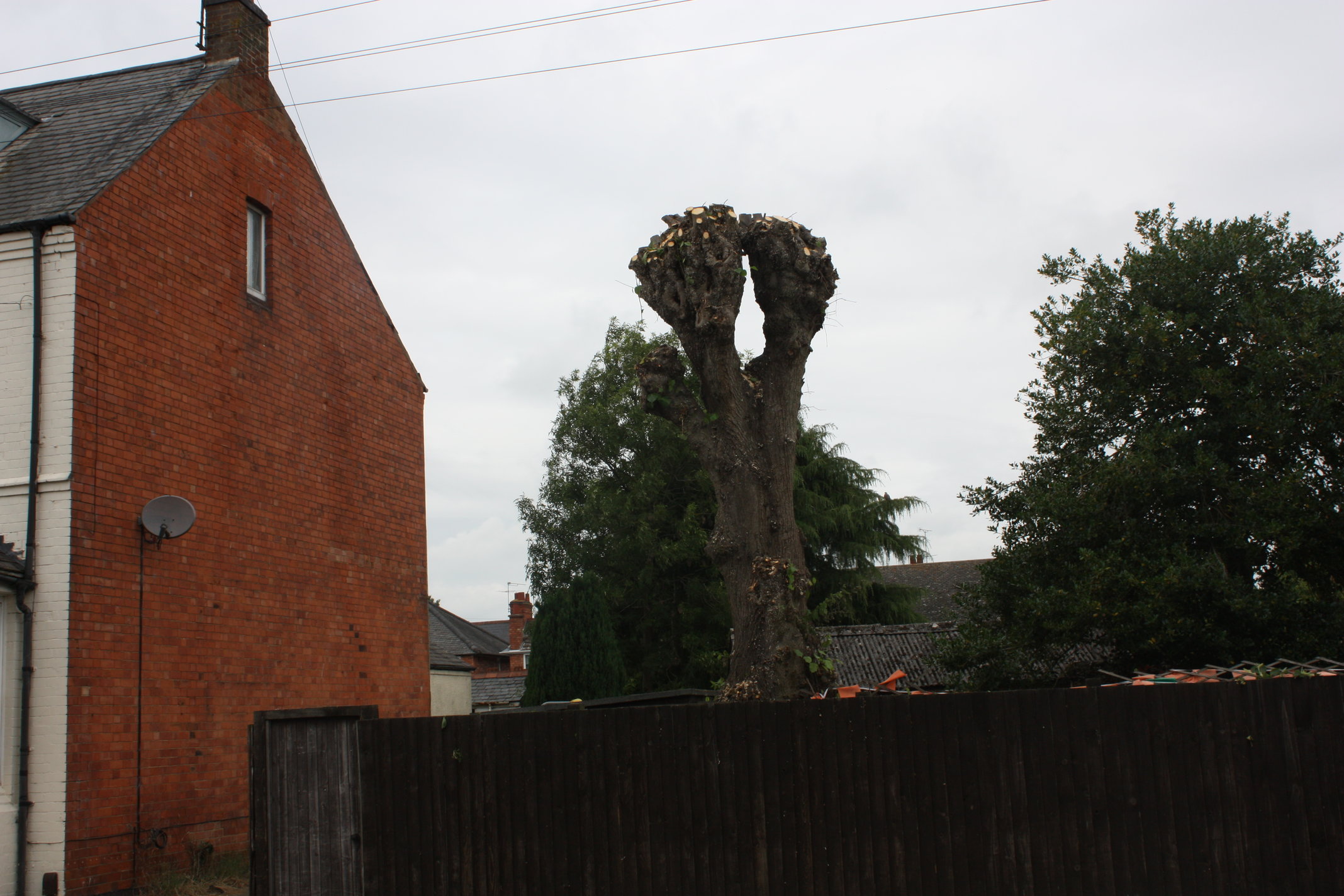 Pollarded lime tree - after picture