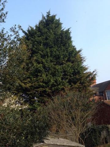 Conifer removal in Rushden