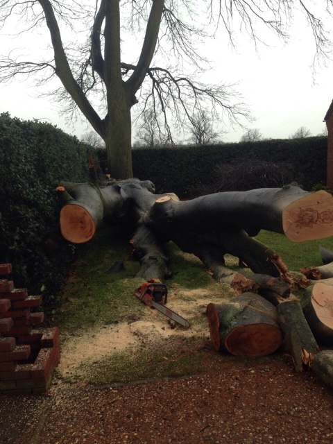 Removing fallen beech tree