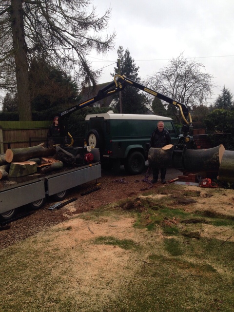 Removing fallen beech tree