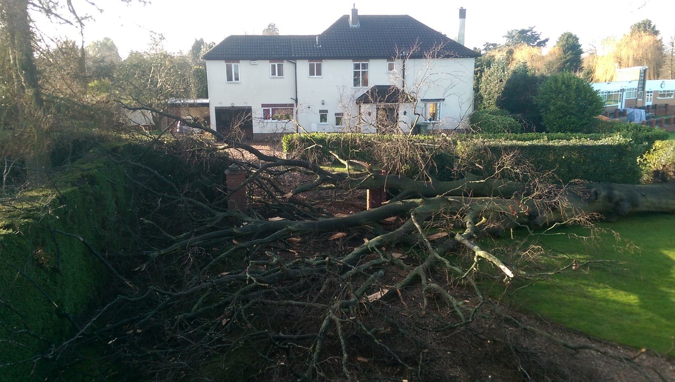 Fallen Beech Tree