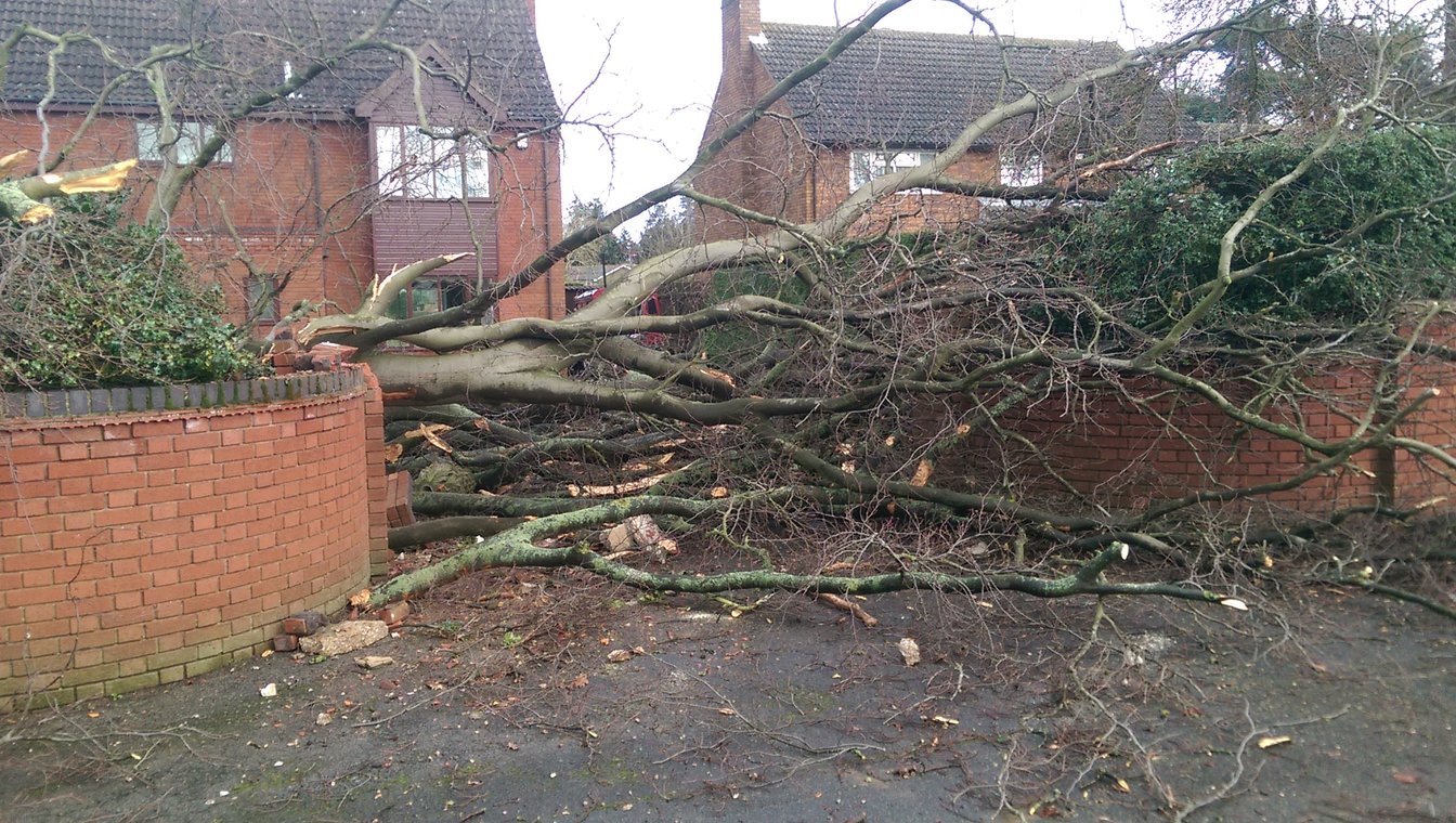 Toppled Beech Tree - Meripilus