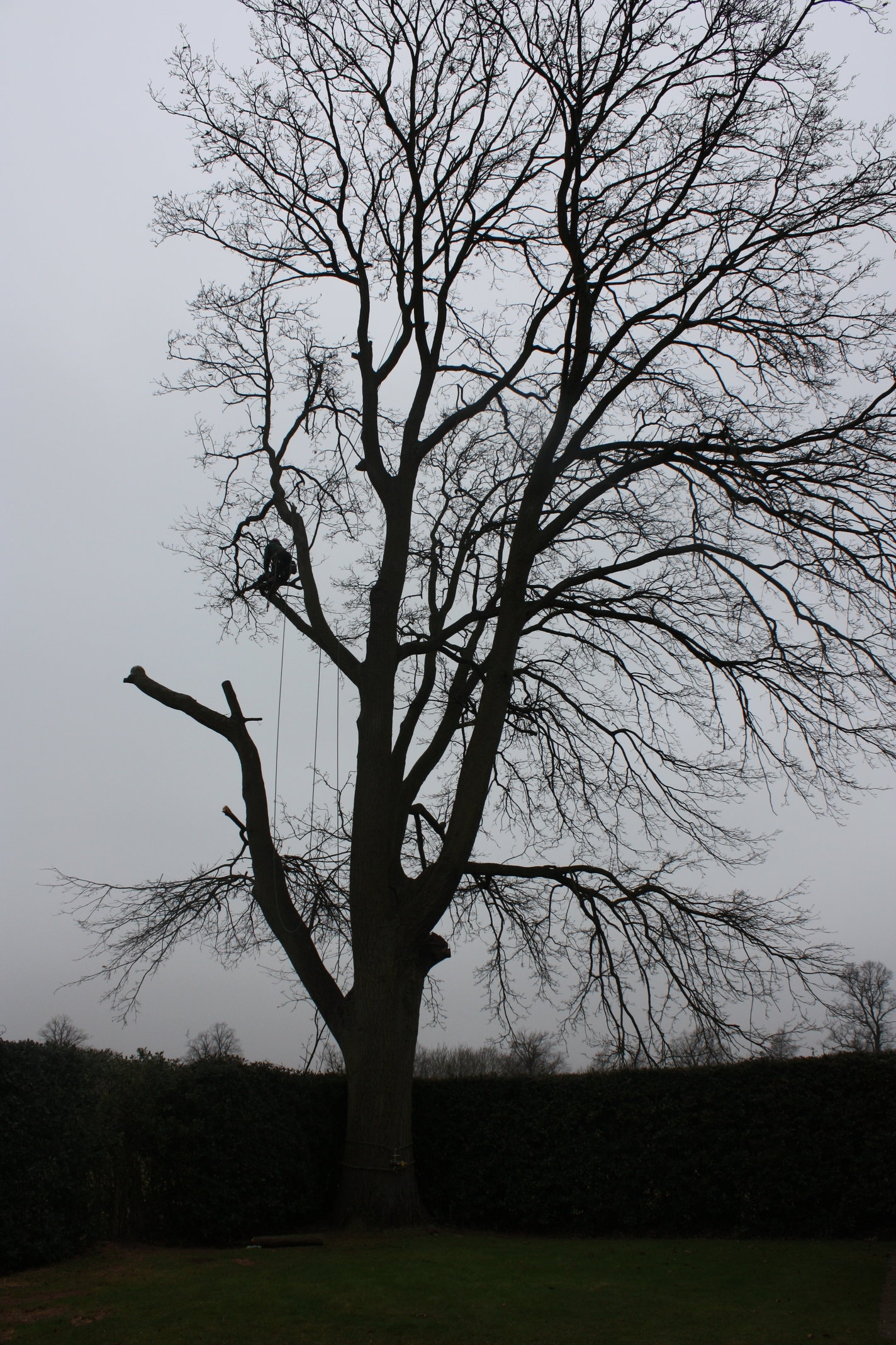 Photo of oak tree before work commenced