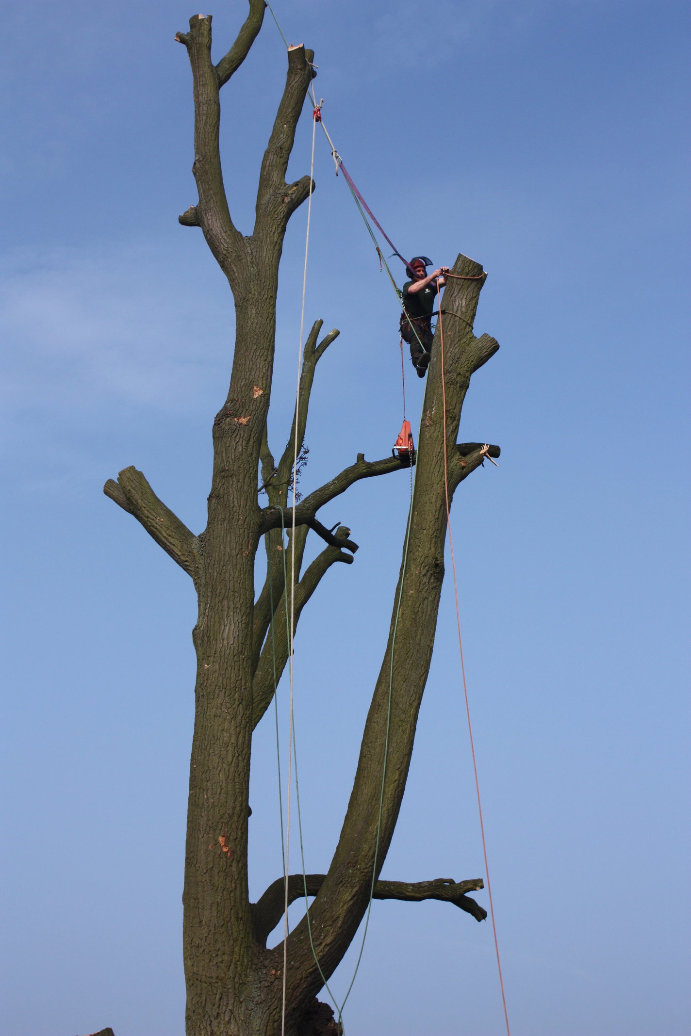 Tree with crown removed