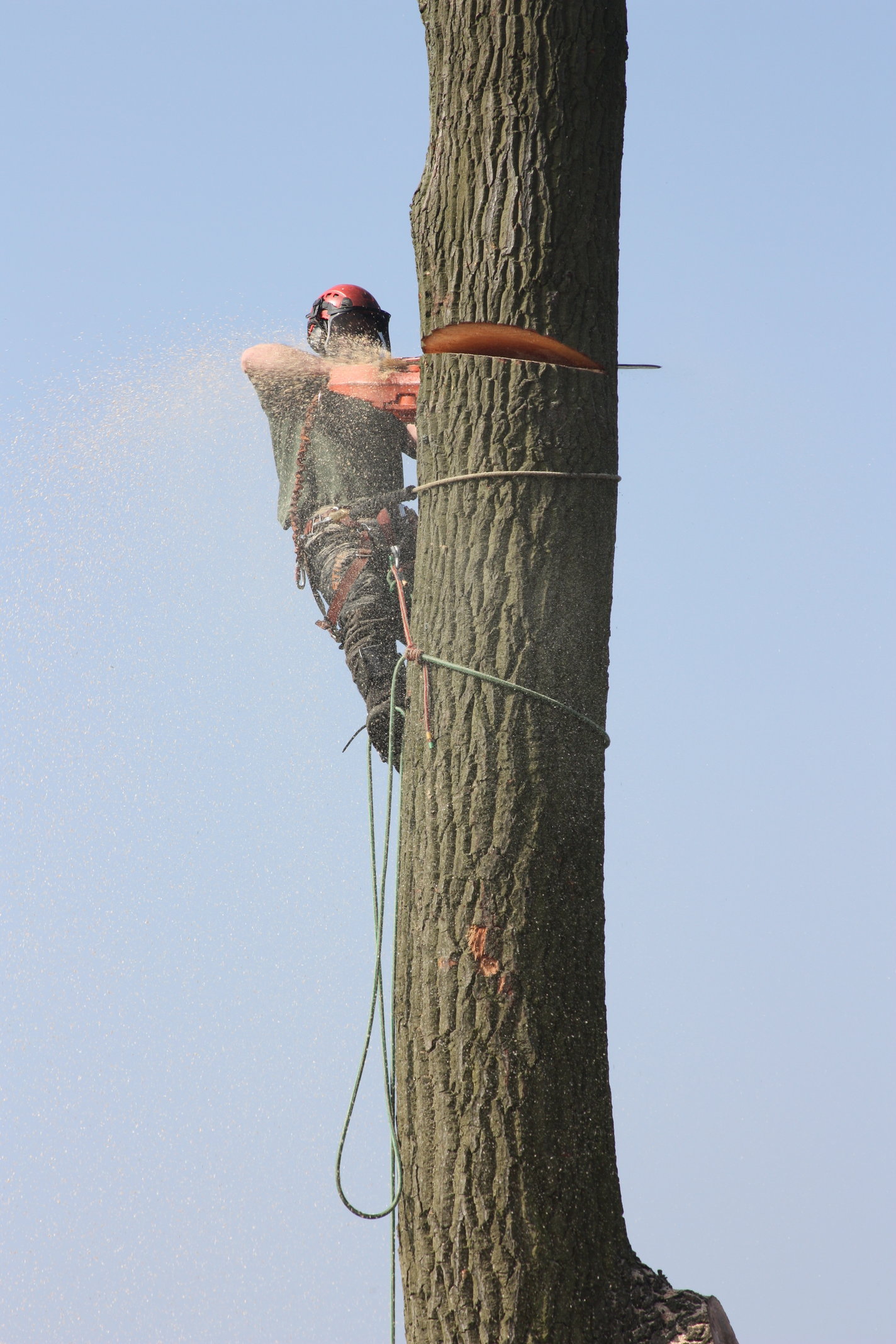 'V' cuts being made to begin lowering of main trunk