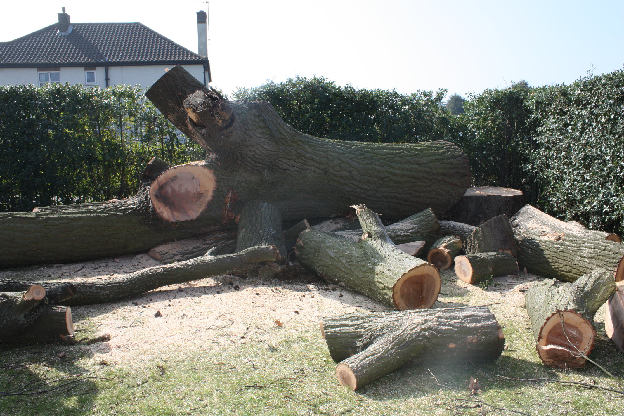 Felled oak